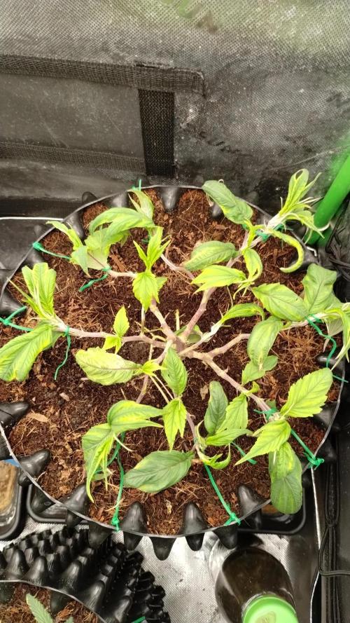 First Project. Week 10