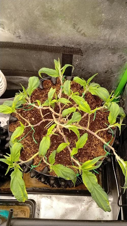 First Project. Week 11