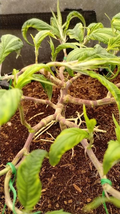 First Project. Week 11