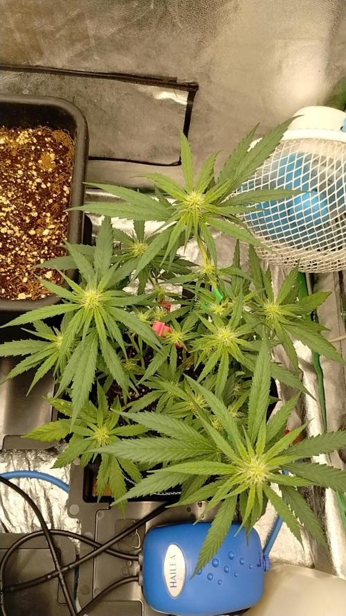 00 - Bizcotti Z!. Week 3