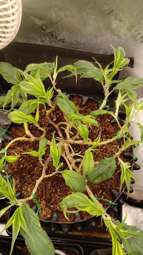 First Project. Week 12