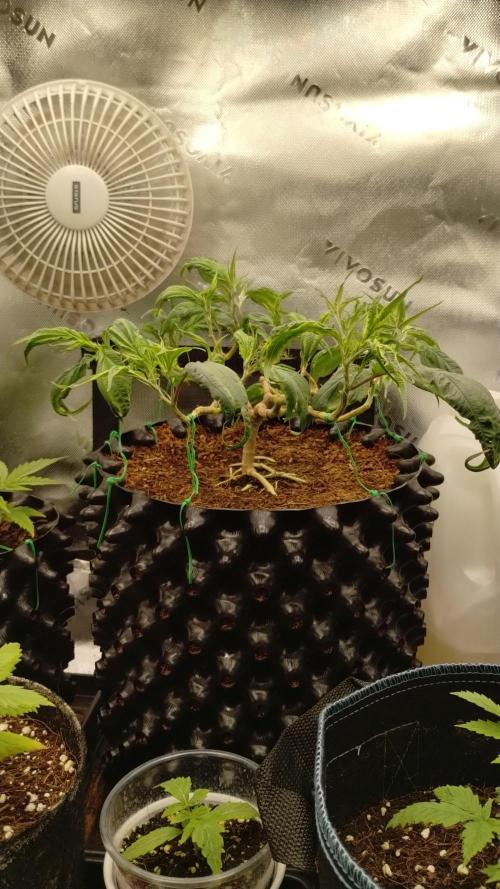 First Project. Week 12