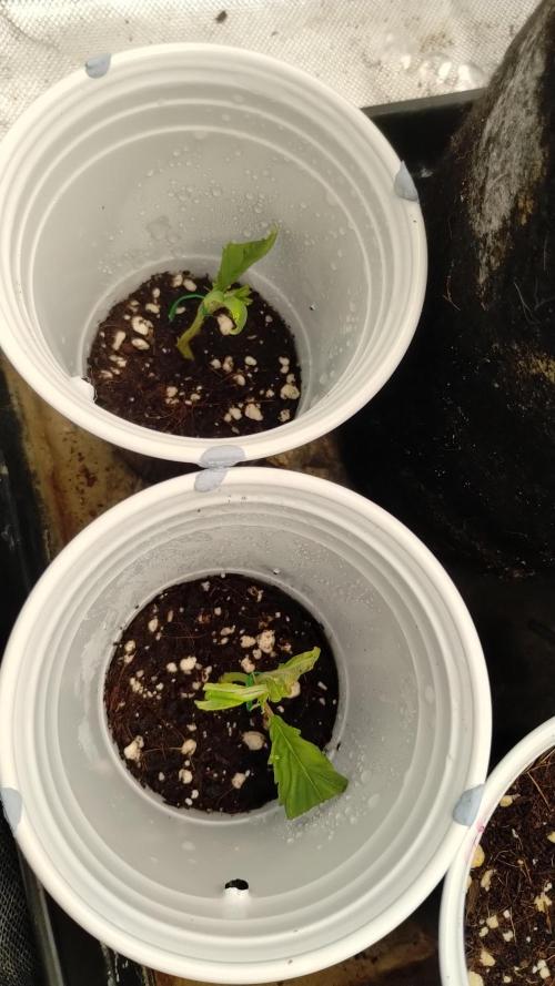 First Project. Week 12