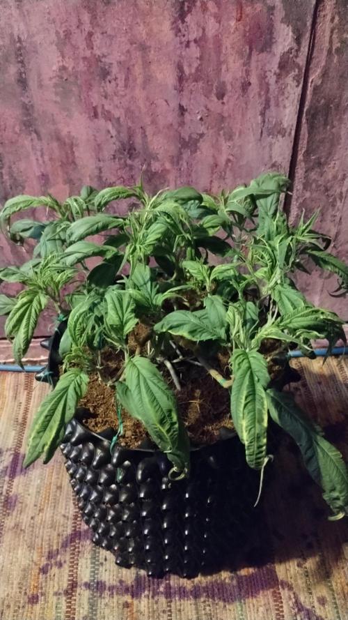 First Project. Week 13 - Before defoliation 