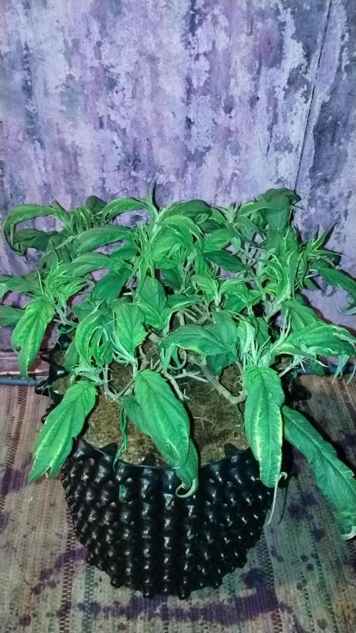 First Project. Week 13 - Before defoliation 