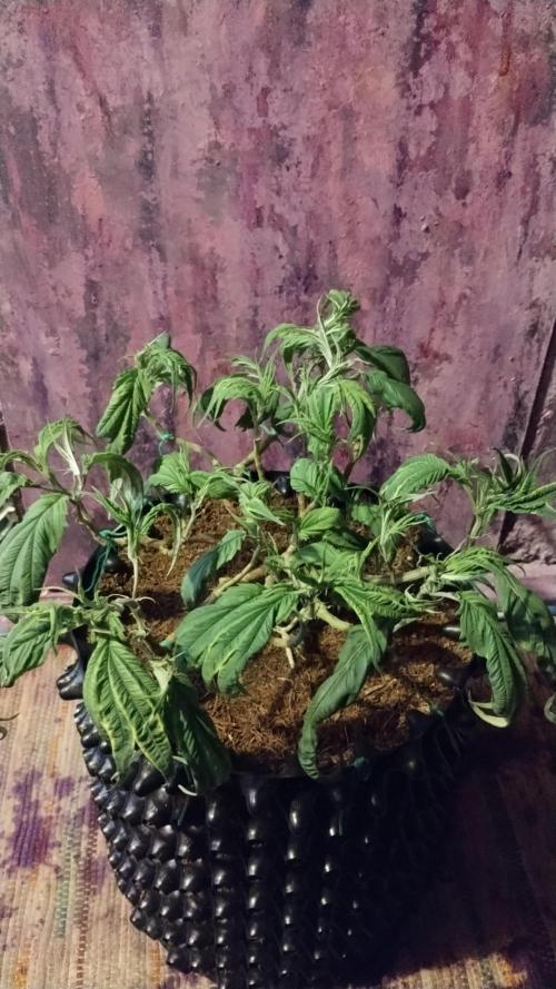 First Project. Week 13 - After defoliation 