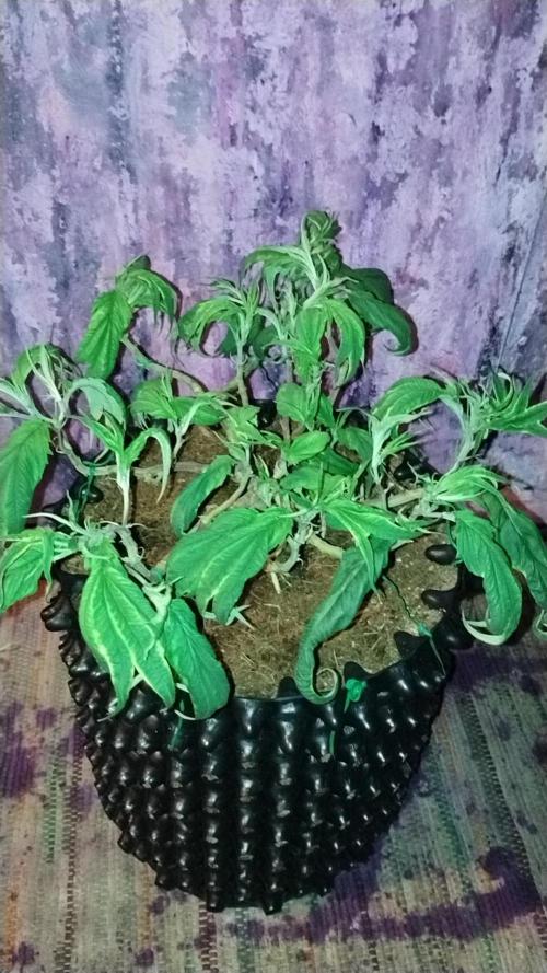 First Project. Week 13 - After defoliation 