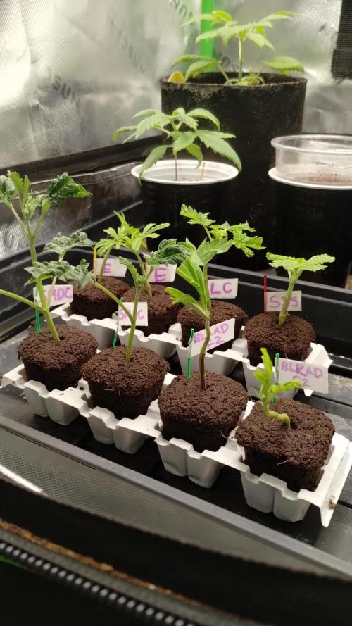 First Project. Week 14