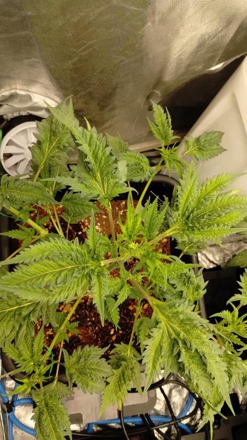 SWAG MDC "Raptor" mutant!. Week 1