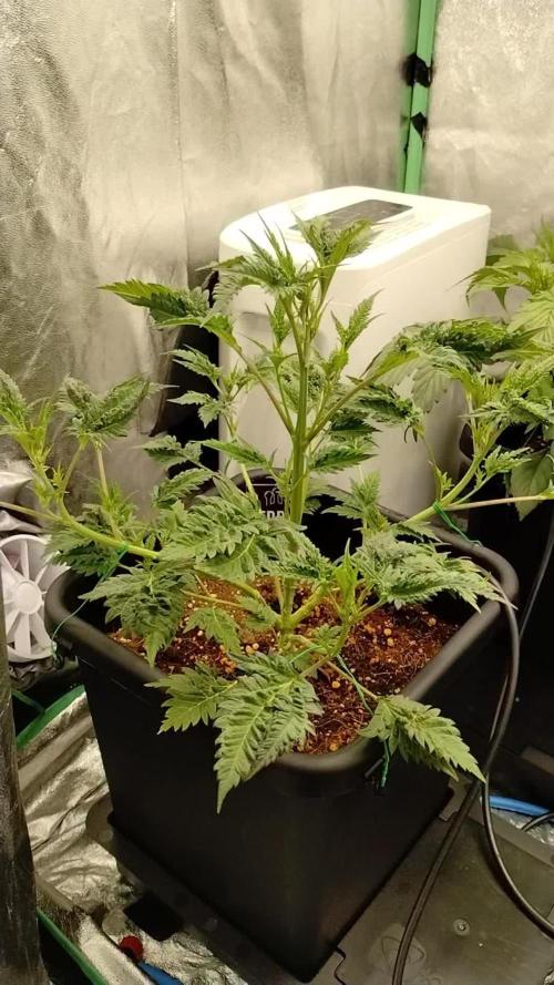 SWAG MDC "Raptor" mutant!