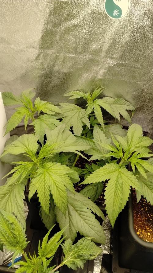 BBQ Cough GPP!. Week 1