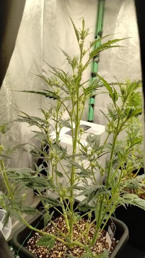 SWAG MDC "Raptor" mutant!