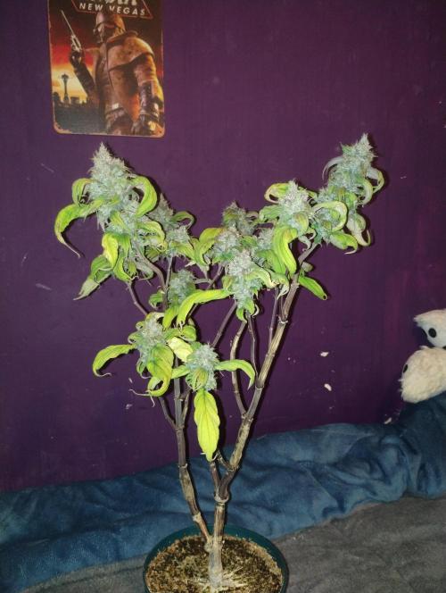 First Project. Week 15 - This is her flowered out and finished from a year or so ago