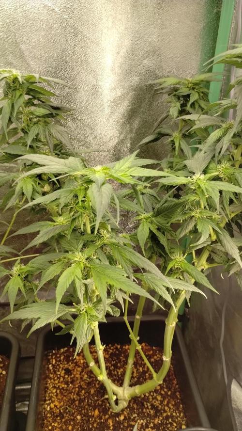 BBQ Cough GPP!. Week 4