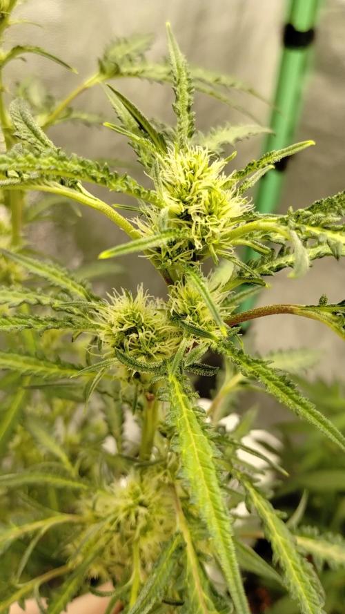 SWAG MDC "Raptor" mutant!. Week 4
