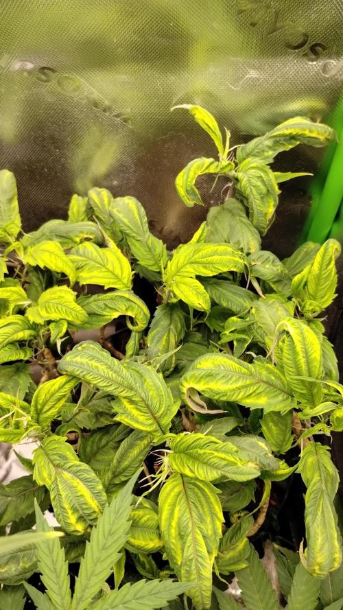 Blueberry Lime Kush AD. Week 19