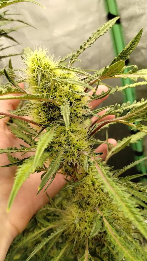 SWAG MDC "Raptor" mutant!. Week 6