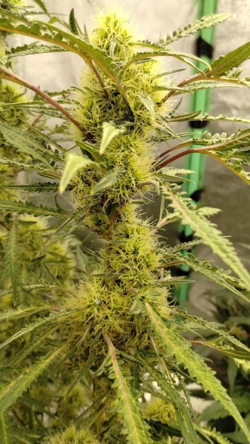 SWAG MDC "Raptor" mutant!. Week 6