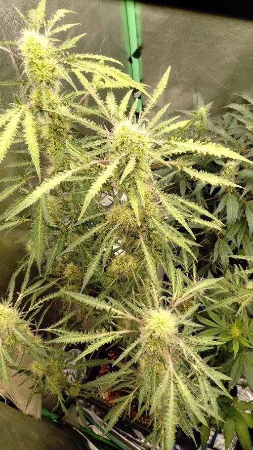 SWAG MDC "Raptor" mutant!. Week 6