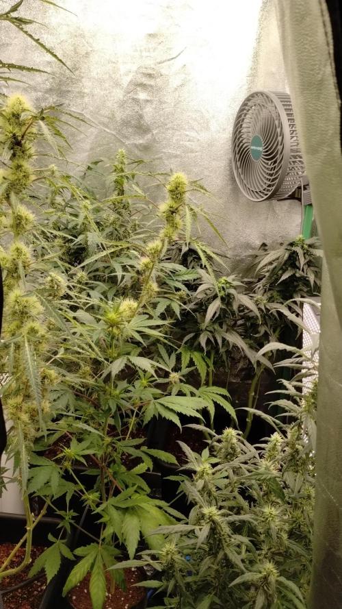BBQ Cough GPP!. Week 6