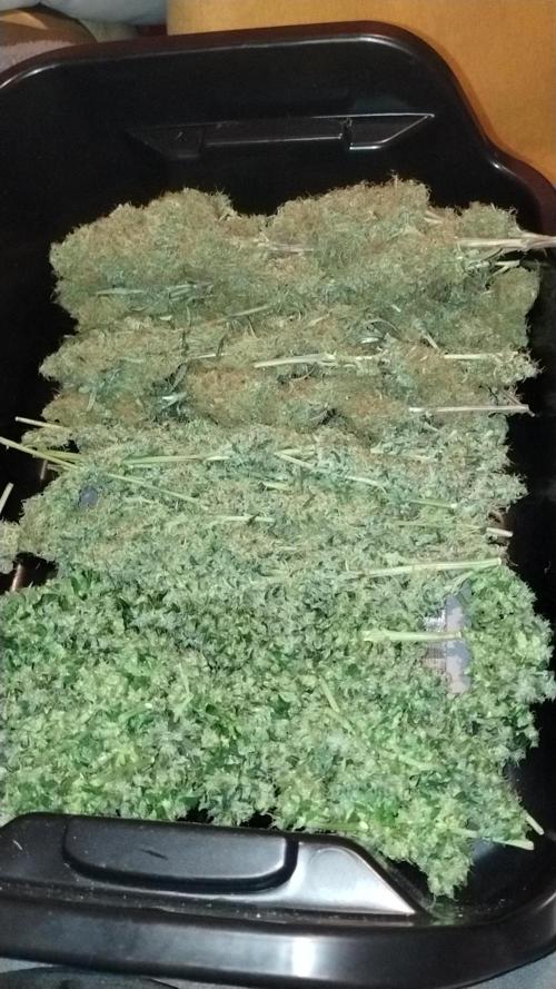 BBQ Cough GPP!. Week 8