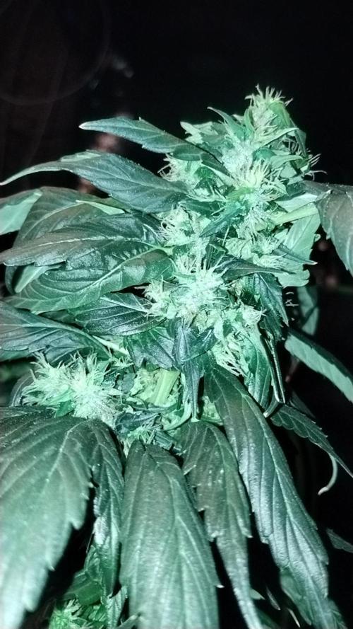 BBQ Cough GPP!. Week 8