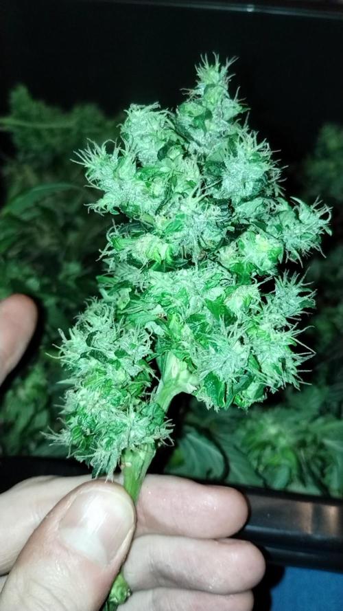 BBQ Cough GPP!. Week 8