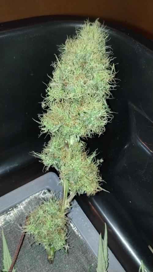 SWAG MDC "Raptor" mutant!. Week 8