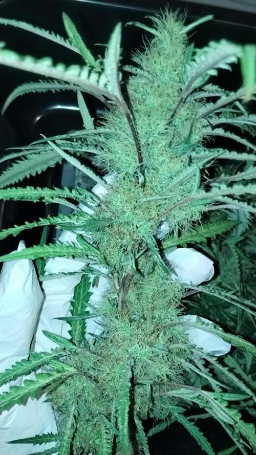 SWAG MDC "Raptor" mutant!. Week 8