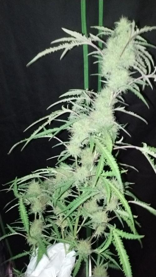 SWAG MDC "Raptor" mutant!. Week 8