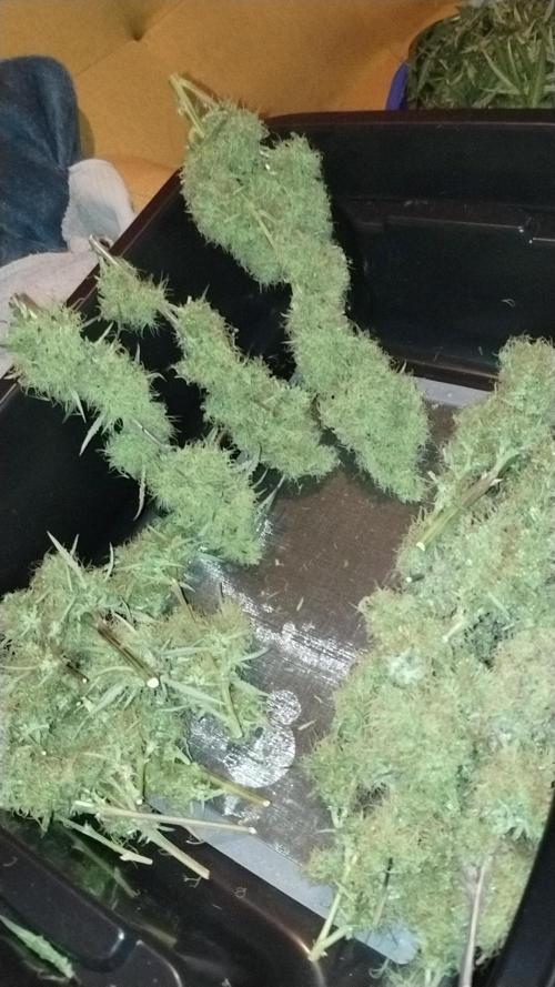 SWAG MDC "Raptor" mutant!. Week 8