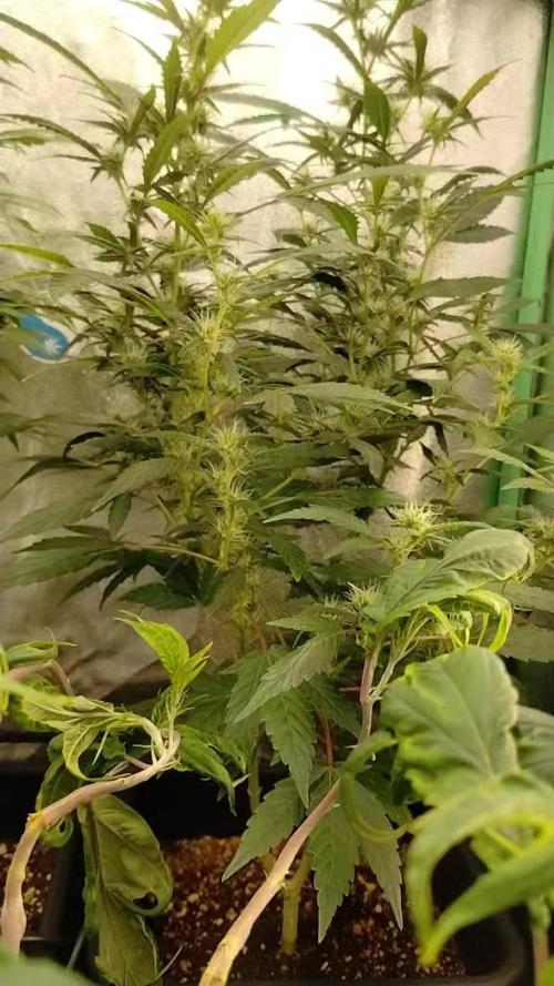 Green Poison 💚