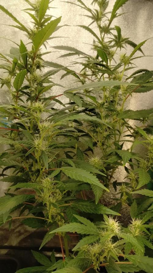 Green Poison 💚. Week 2