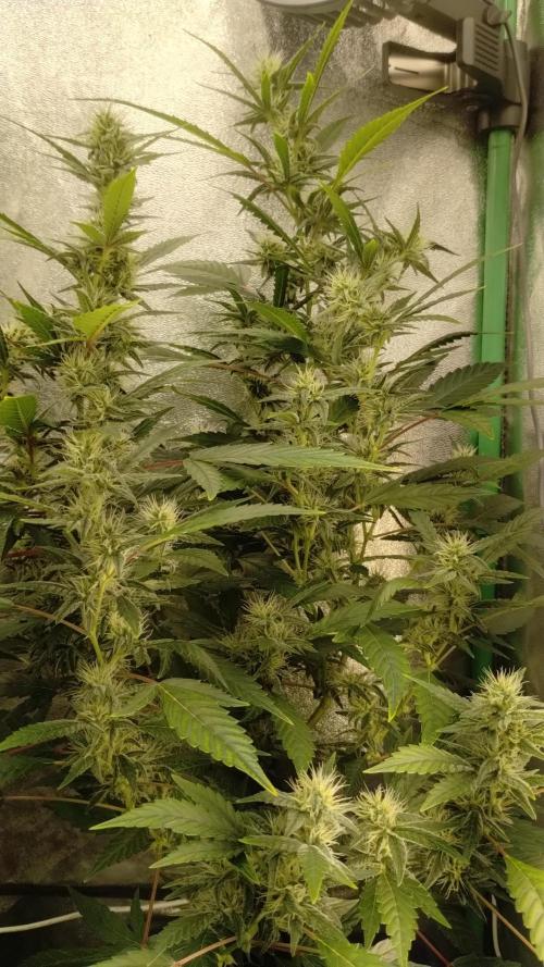 Green Poison 💚. Week 3
