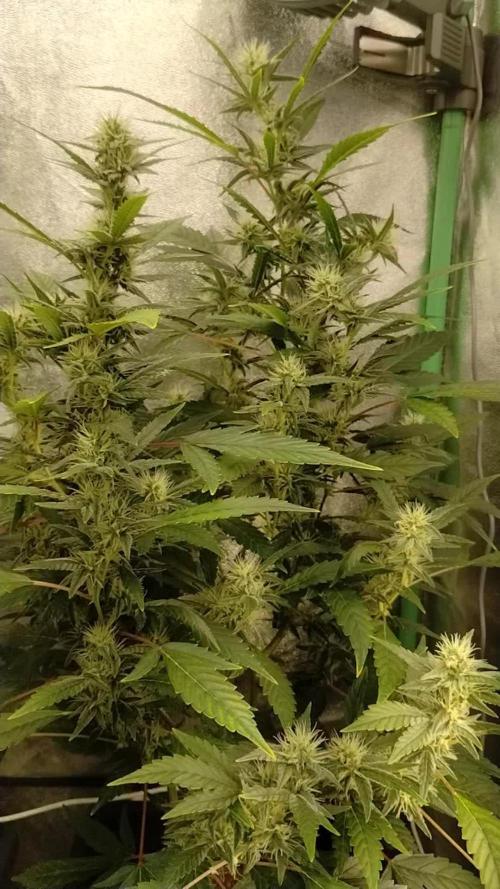 Green Poison 💚