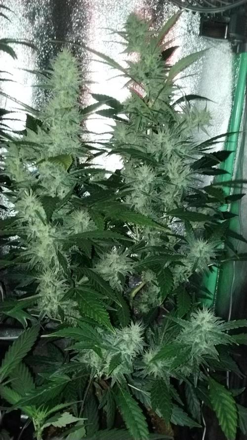 Green Poison 💚. Week 4