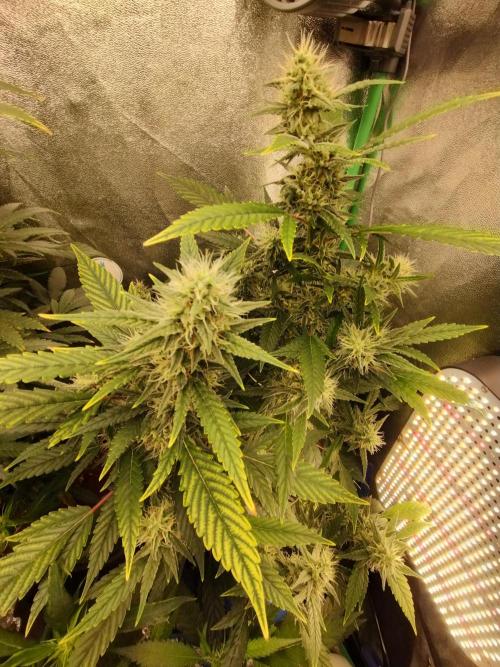Green Poison 💚. Week 4