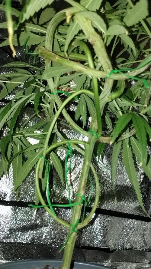 First Project. Week 23 - Ethiopian MALE