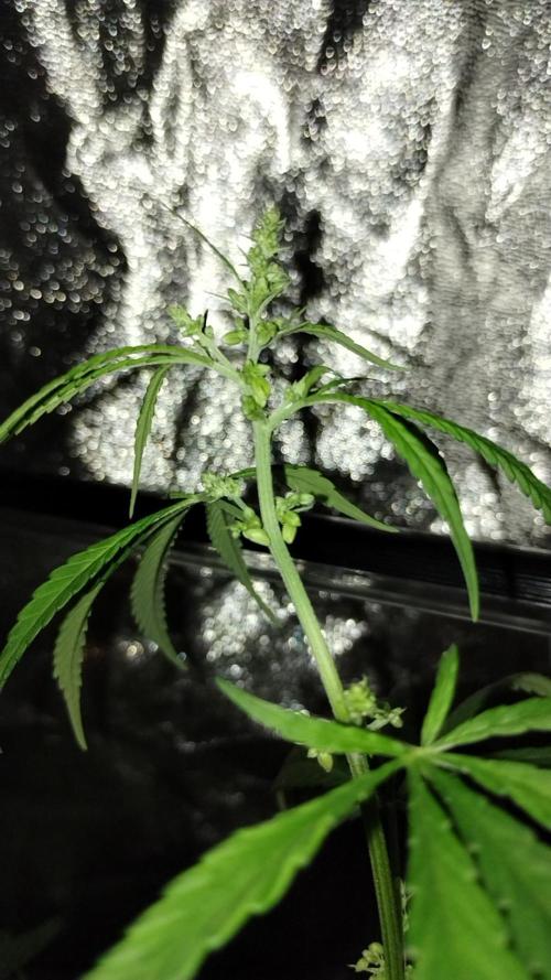 First Project. Week 23 - Ethiopian MALE