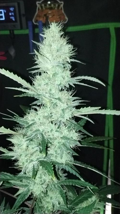Green Poison 💚. Week 5
