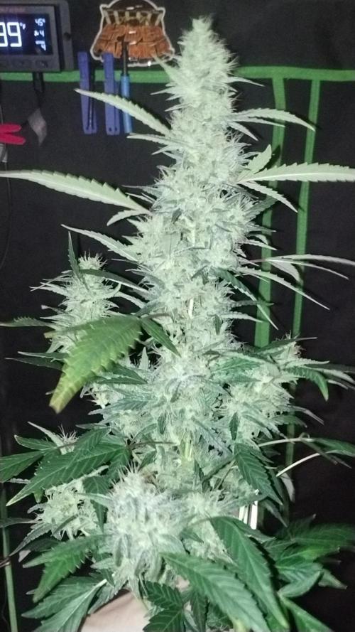 Green Poison 💚. Week 5