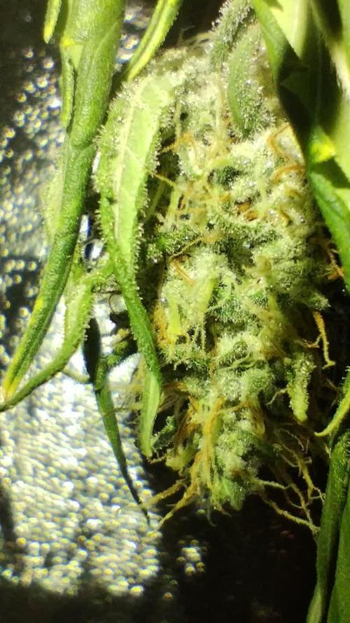 Green Poison 💚