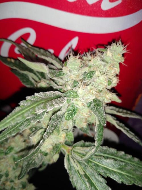 Rated-R 💜. Week 6