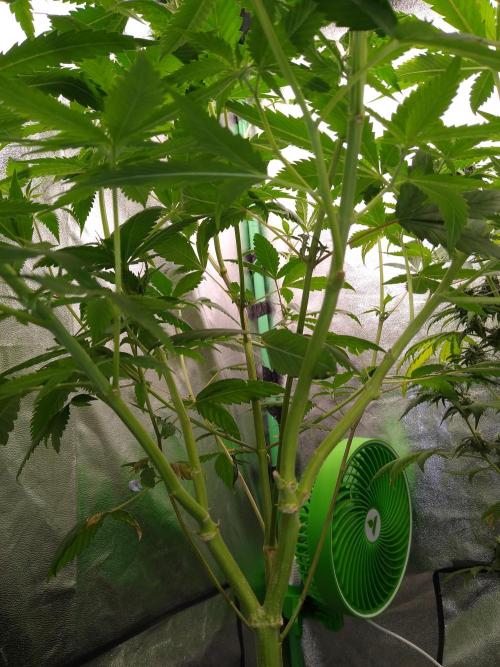 Gorilla Meat + Sweet - Gorilla Girl Fast. Week 1