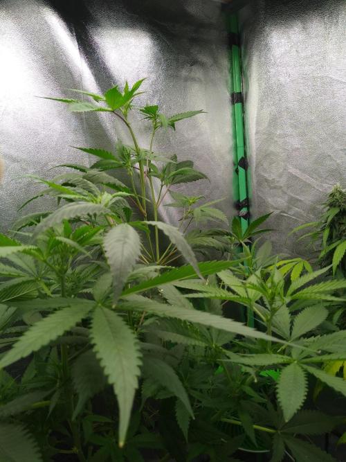 Gorilla Meat + Sweet - Gorilla Girl Fast. Week 1