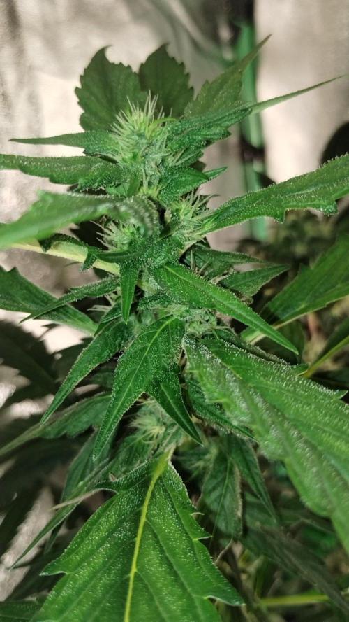 Gorilla Meat + Sweet - Gorilla Girl Fast. Week 4 - GM
