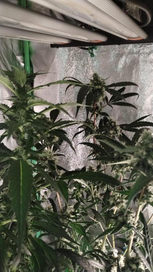 Gorilla Meat + Sweet - Gorilla Girl Fast. Week 4