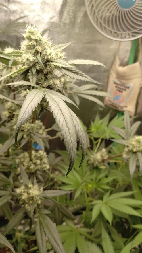 Gorilla Meat + Sweet - Gorilla Girl Fast. Week 5