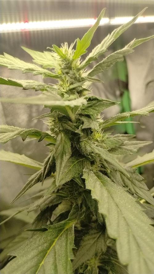 Gorilla Meat + Sweet - Gorilla Girl Fast. Week 5