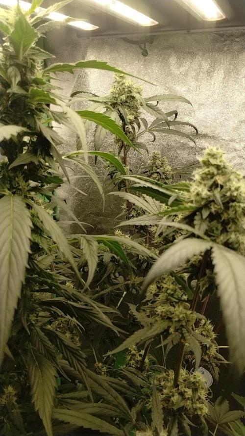 Gorilla Meat + Sweet - Gorilla Girl Fast. Week 5